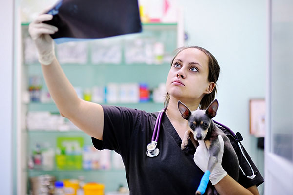 Veterinary medicine